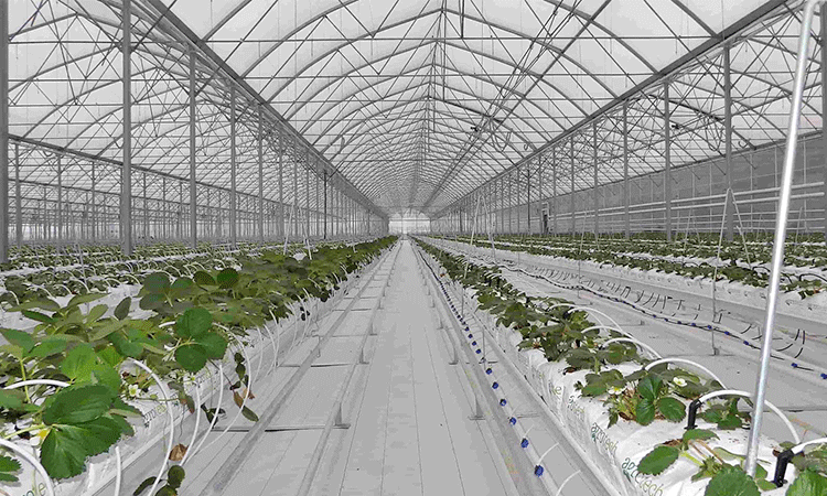Multi-span film greenhouses design