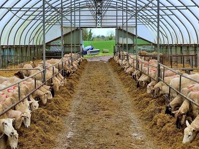 breeding farming shed