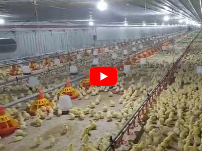 Maklum Balas Sebenar daripada Pelanggan Projek Reban Ayam Filipina
